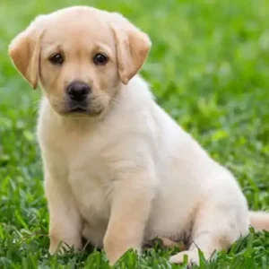 Labrador dog sale in noida
