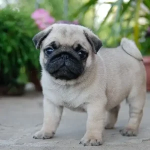 Pug puppy sale in noida