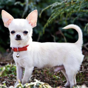 Chihuahua puppy sale in noida
