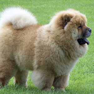 Chow Chow puppy sale in noida