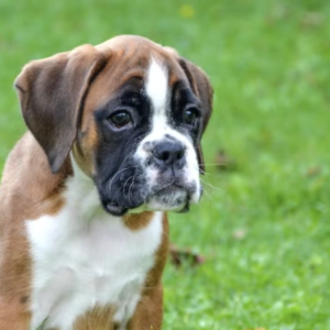 Boxer puppy sale in noida