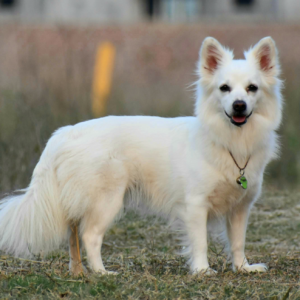 Indian Spitz puppy sale in noida