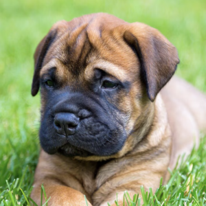 Mastiff puppy sale in noida