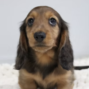 Dachshund puppy sale in noida