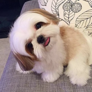 Shih Tzu puppy sale in noida
