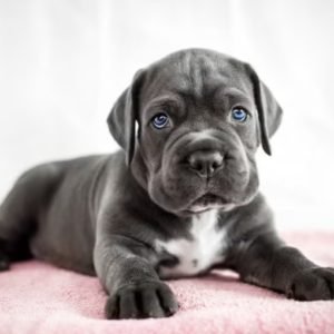 Cane Corso puppy sale in noida