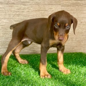 Dobermann puppy sale in noida