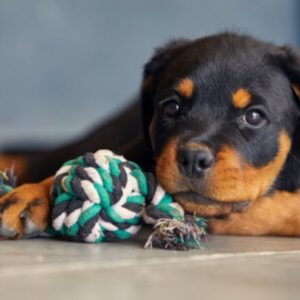 Rottweiler puppy sale in noida