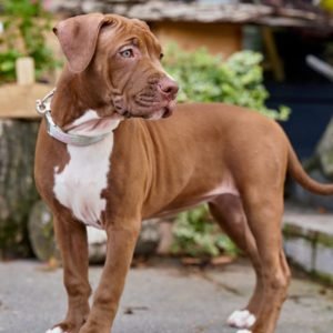 American Pit Bull Terrier puppy sale in noida