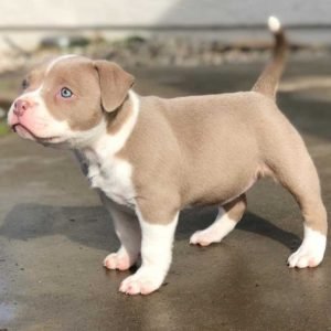 American Bully puppy sale in noida
