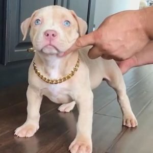 Pitbull puppy sale in noida