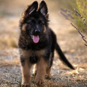 German Shepherd puppy sale in noida