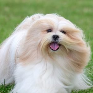 Lhasa Apso puppy sale in noida