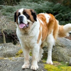 Saint Bernard sale in noida