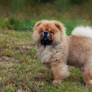 Chow Chow puppy sale in noida