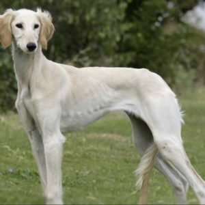 Mudhol Hound (Caravan Hound) puppy sale in noida