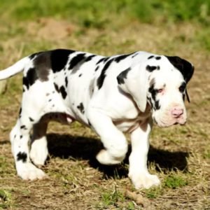 Great Dane puppy sale in noida
