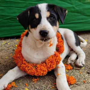Indie (Indian Pariah Dog) puppy sale in noida